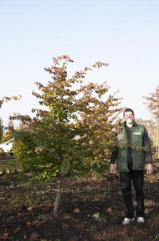 Parrotia persica Parrotia persica
